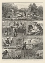 Allevamento di pesci, una trotaia nel Surrey